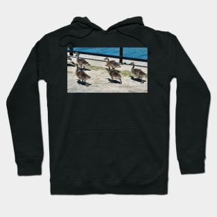 A Family Of Canada Goose Goslings Hoodie